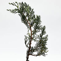 001 MAN  100ml-188361 001 MAN  100ml-188361 2